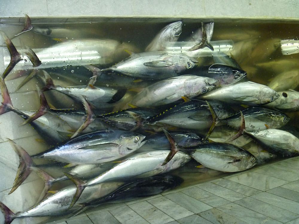 Optimizing Sourcing Strategy for Thailand & Vietnam Canneries: Why Indonesia’s Frozen Skipjack Tuna Defines Global Processing Excellence whatsapp image 2026 09 15 at 17.02.43 (1)