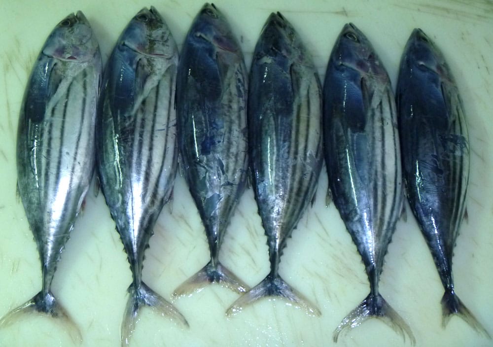 Optimizing Sourcing Strategy for Thailand & Vietnam Canneries: Why Indonesia’s Frozen Skipjack Tuna Defines Global Processing Excellence whatsapp image 2026 09 15 at 17.02.43